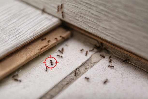 Best Pest Removal Services  in Wlow Springs, IL