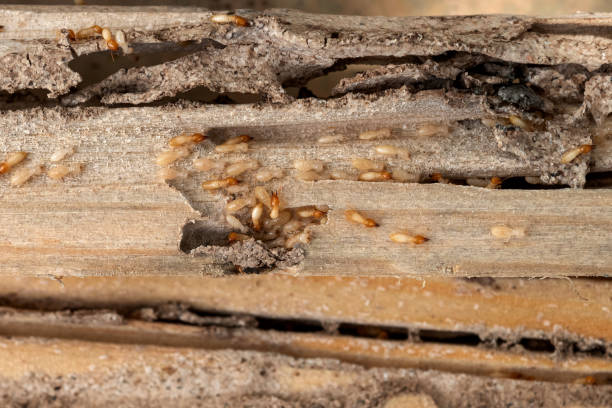 Best Best Pest Control Companies  in Wlow Springs, IL
